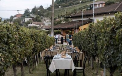 Experience “LUNCH IN THE VINEYARD “